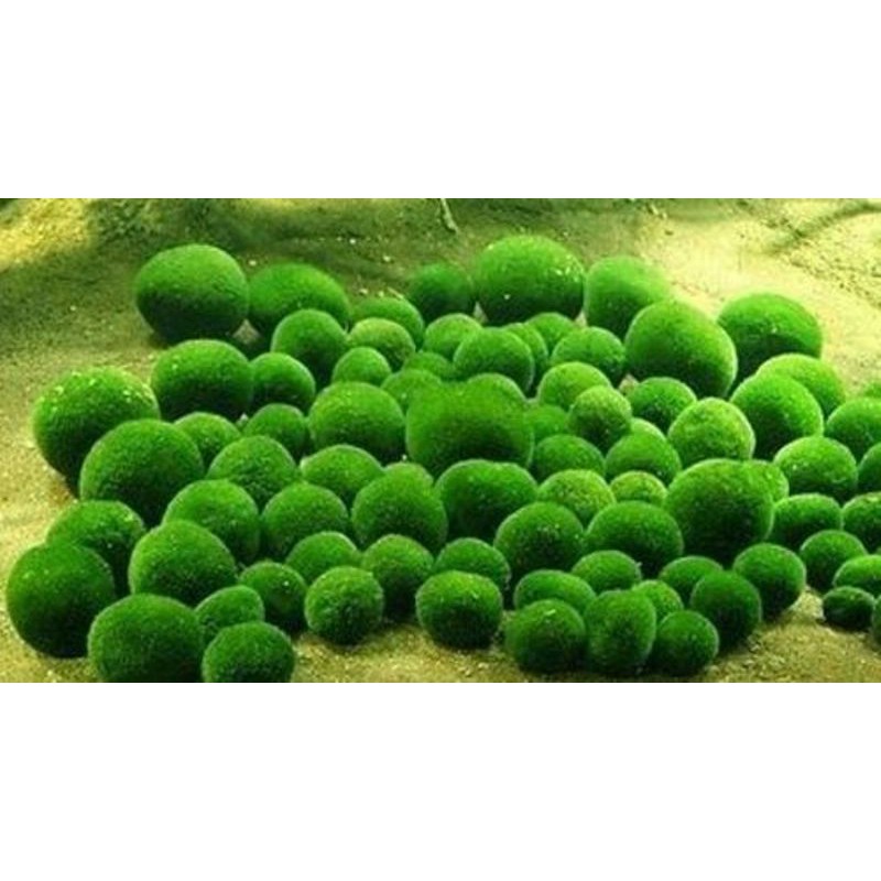 Marimo tảo thủy sinh Nhật bản