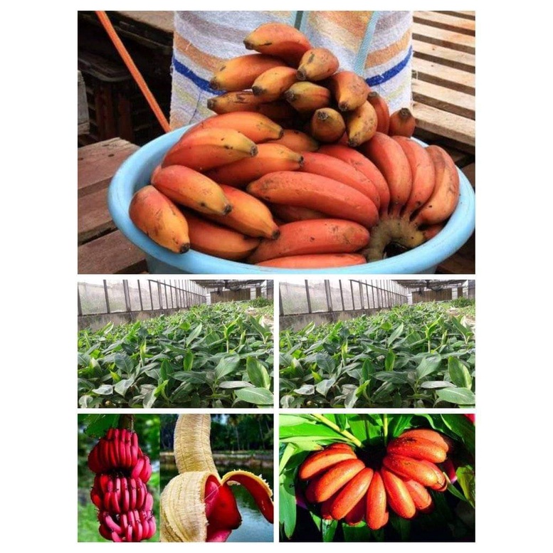 Cây giống chuối đỏ cấy mô siêu sớm (chẩn giống cây trồng)