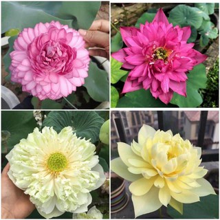 BA HẠT GIỐNG SEN BÁCH DIỆP NHIỀU MÀU (Green)