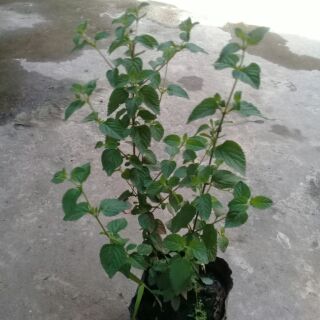 Ngũ sắc tím rủ
