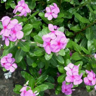 HẠT GIỐNG HOA DỪA CẠN MIX ( 50 hạt )