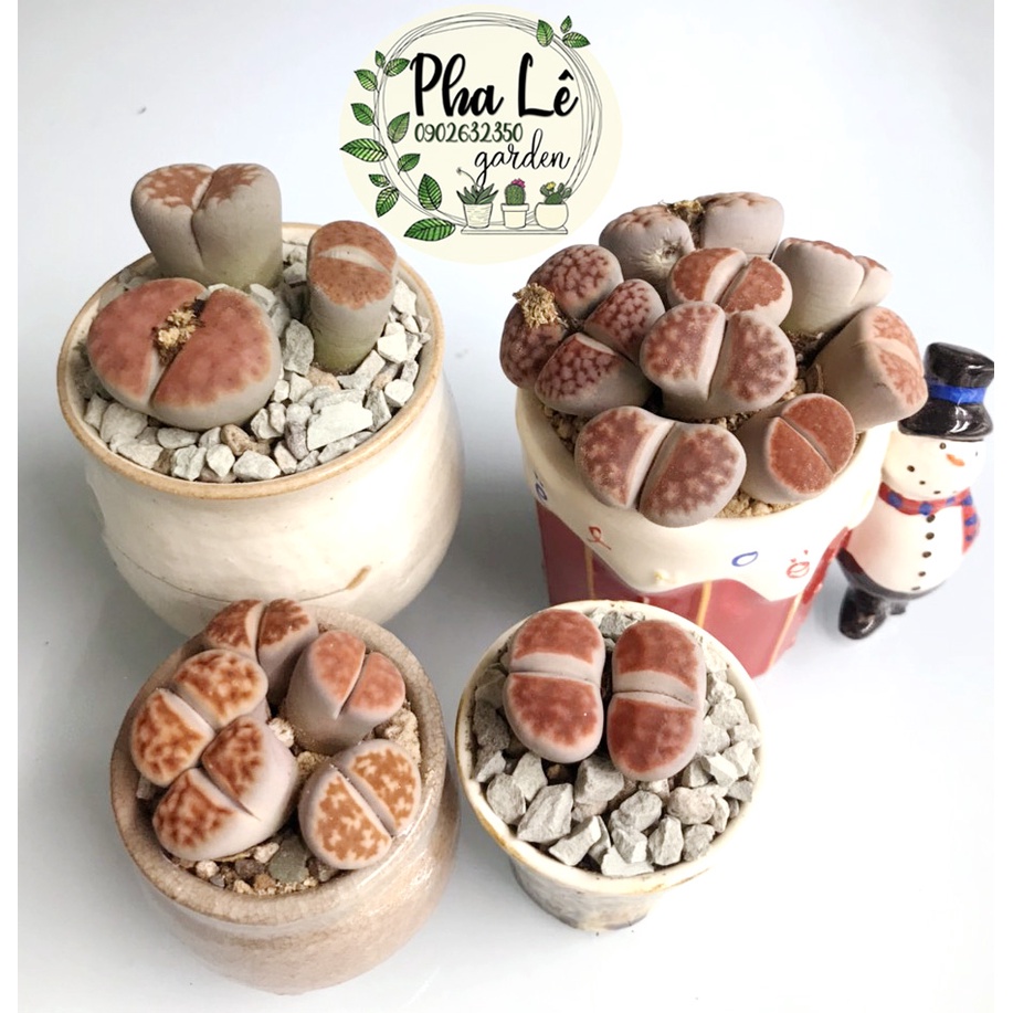 1 cây sen mông topred đỏ cam đôi siêu đẹp/ lithops