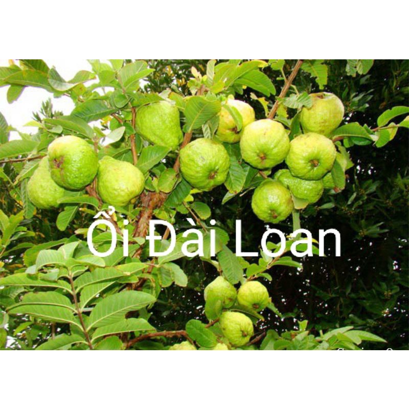 CÂY ỔI LÊ ĐÀI LOAN