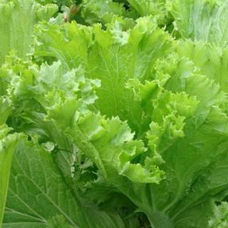 hạt giống cải bẹ xanh