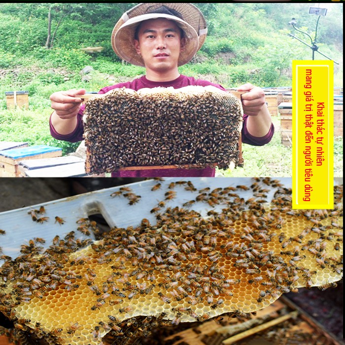 2 Hũ Thủy Tinh Mật Ong Hoa Cà Phê Nguyên Chất ( Mỗi Hũ 42Gr) - D Honey - Mật Thật Giá Trị Thật Công Ty Cà Phê Đức Anh