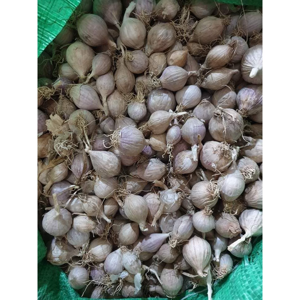 [500g] Tỏi đen cô đơn LOẠI 2, đẹp, ngon, ngọt, dẻo (Loại 2 - Eco) | BigBuy360 - bigbuy360.vn