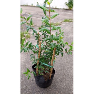 1 cây lựu ấn độ