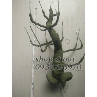 GỐC BONSAI TS4( CAO 70CM) LÀM THÂN MAI ĐÀO