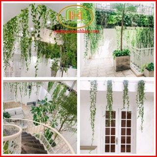 Cây cúc tần ấn độ dây leo chống nắng hướng Tây, decor quán cà phê, spa