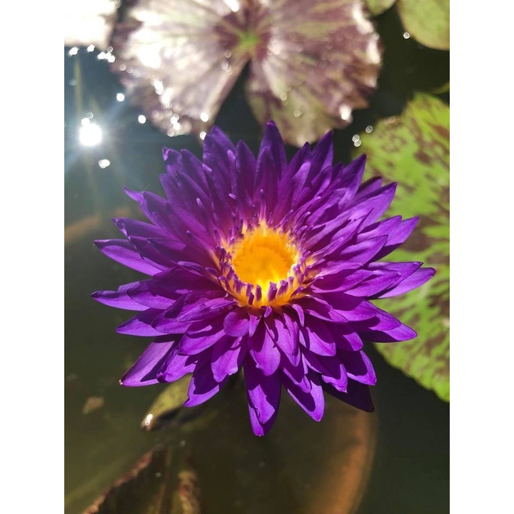 THUỐC DIỆT CÔN TRÙNG DÙNG TRONG LĨNH VỰC Y TẾ VÀ GIA DỤNG FENUSA 50ml