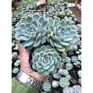 Sen đá hải lan to đẹp 🤤😍