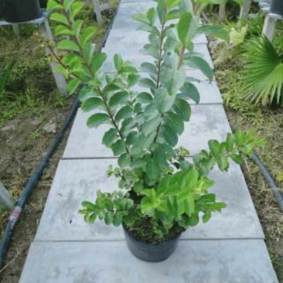 Cây 🌲 Tường Vi đỏ.... siêu hoa...