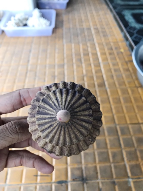 NHÀ NGHỈ TRANG TRÍ HỒ CÁ NON BỘ DÀI 8CM CAO 8CM