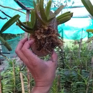 4 Cây Quế Tím