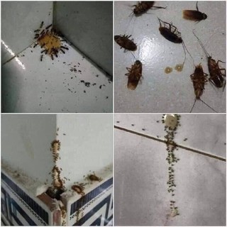Thuóc diệt kiến, diệt gián thần thánh