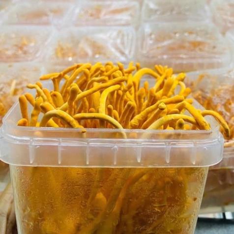 [30g] Nấm Đông trùng hạ thảo Cordypharm Đóng hộp thiếc (Theo đề tài cấp nhà nước)