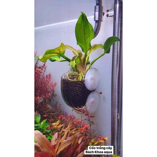 Cốc trồng cây thủy tinh