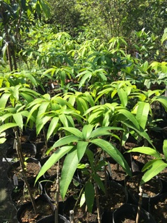 Xoài tím malaysia