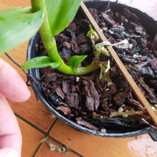 Phi điệp, giả hạc tím huế