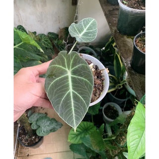 Cây Môn Nhung Alocasia black Velvet