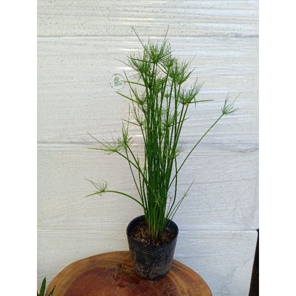 Cây Thủy Trúc Thái (CYPERUS HASPAN)