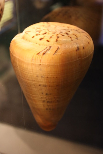 Vỏ ốc cối mè bông