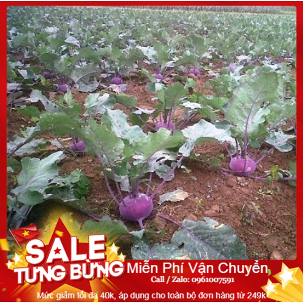 Hạt Giống Su Hào Tím - 30 Hạt