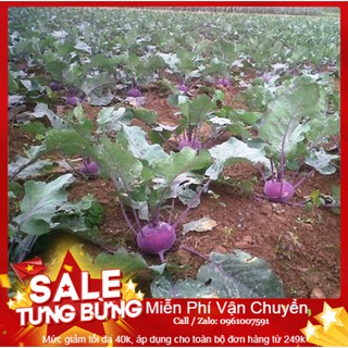 Hạt Giống Su Hào Tím - 30 Hạt