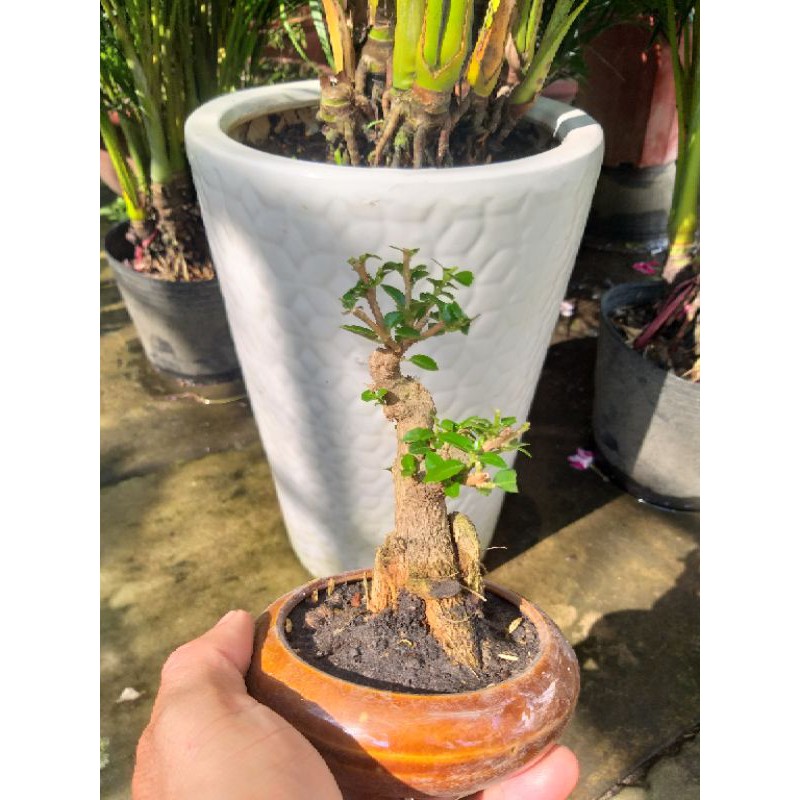 Bộ chậu cây Sam hương bonsai để bàn