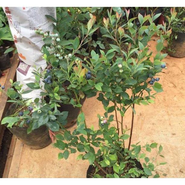 Cây Giống Việt Quất Tứ Quý trồng chậu bonsai