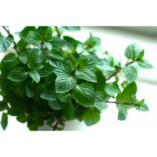 hạt giống cây bạc hà peppermint f1