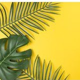Lá bạch đàn, bọ rùa, monstera, lá dừa decor - đạo cụ chụp ảnh/trang trí nhà cửa