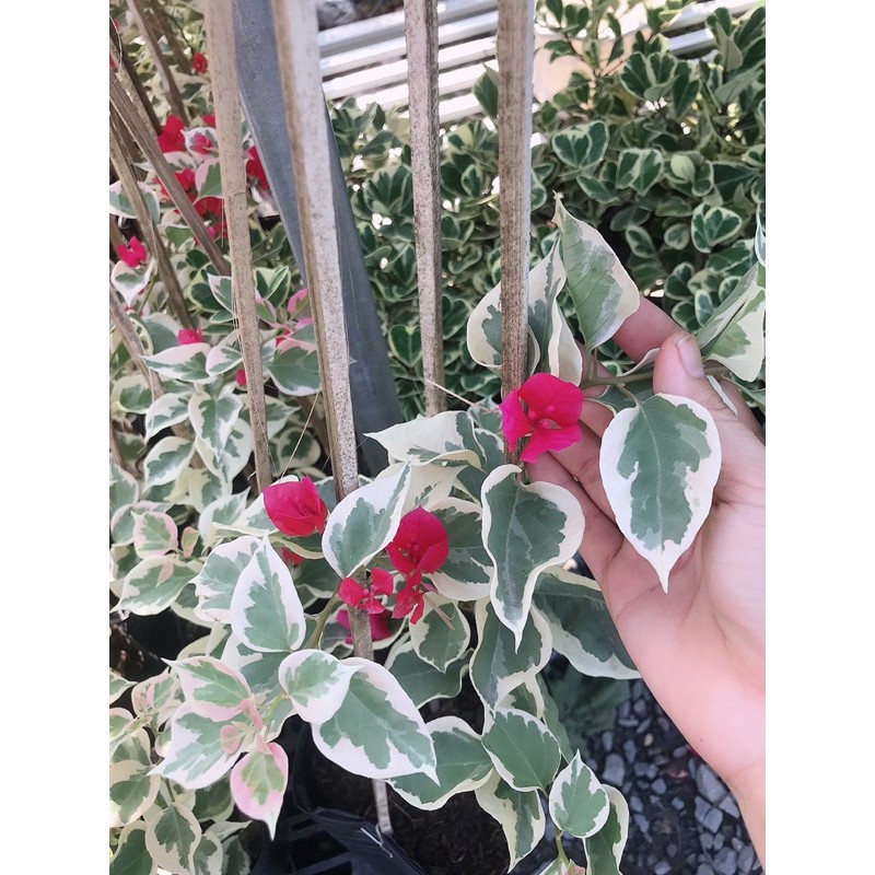 caykiengsadec Cây hoa giấy cẩm thạch màu đỏ + Tặng Phân Bón - hoa kiểng lá trang trí nội thất cảnh quan sân vườn