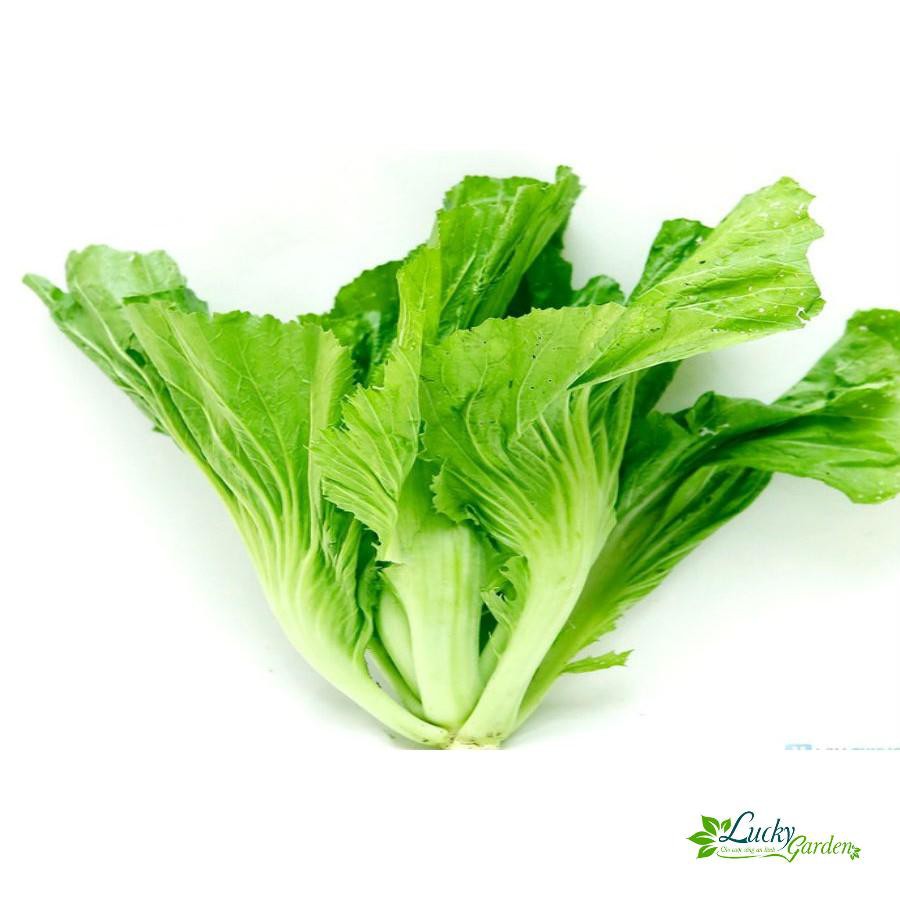10g Hạt giống Cải Bẹ dưa XTRA