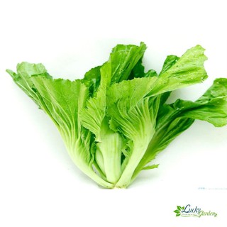 10g hạt giống cải bẹ dưa xtra