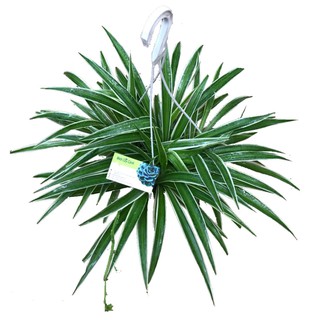 Cỏ Lan Chi - Cây cảnh mini - caykiengsadec