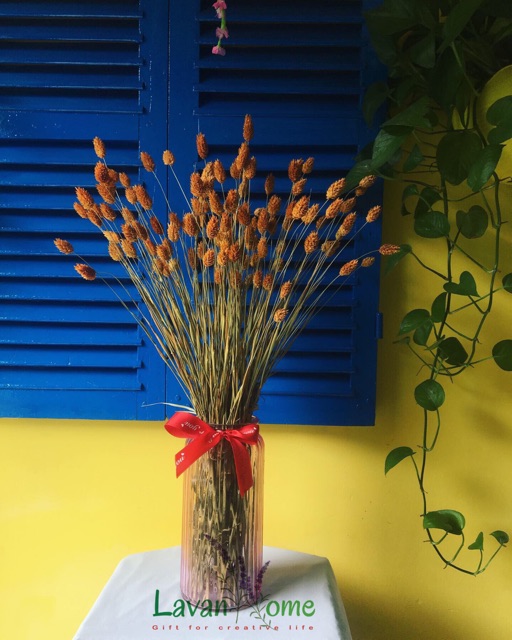 Hoa khô Phalaris Hà Lan siêu đẹp, dùng trang trí, cắm hoa, làm thiệp, nến thơm, decor hoặc phụ kiện chụp ảnh, decor