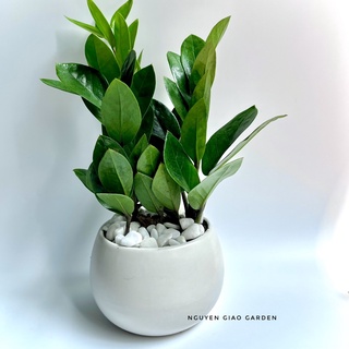 Cây kim tiền, kim phát tài mang may mắn tài lộc, dễ chăm sóc