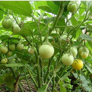 Hạt giống cà ngọt f1 - gói 0,5gram kns2459