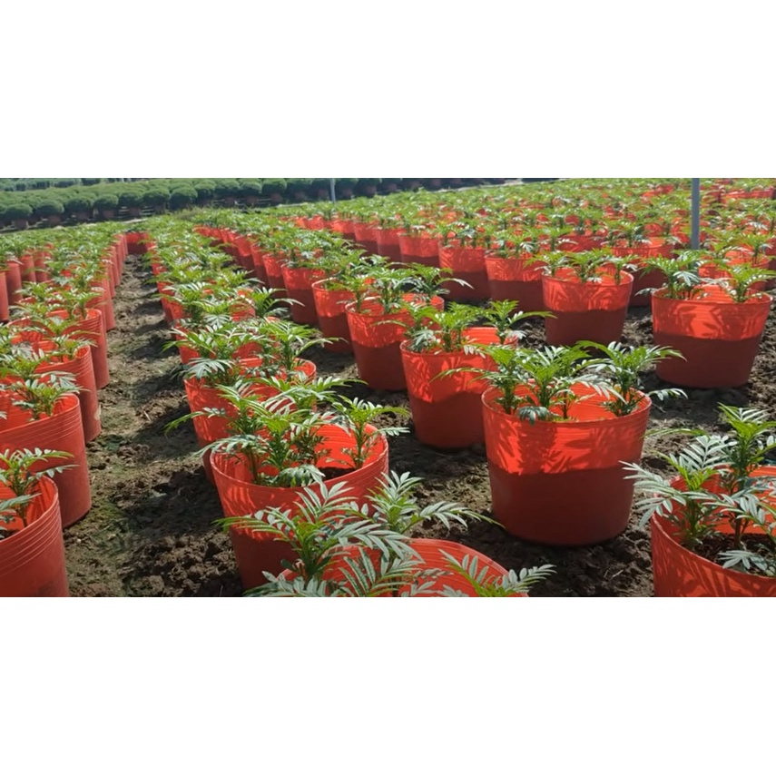 Set 10 Chậu nhựa đỏ C9L  trồng cây
