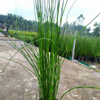 Cây 🌲 Thiền Trúc (trúc ko lá)
