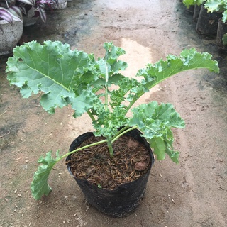 Cây rau cải xoăn KALE nhiều dưỡng chất và công dụng trồng sẵn bầu đen ổn định