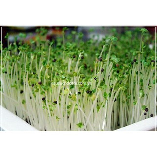 20 gram Hạt Giống Rau Mầm Lơ Xanh [CHẤT LƯỢNG]