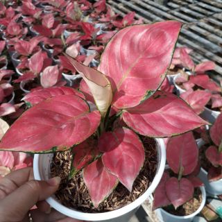 Cây kiểng phong thủy. Cây vạn lộc Thái