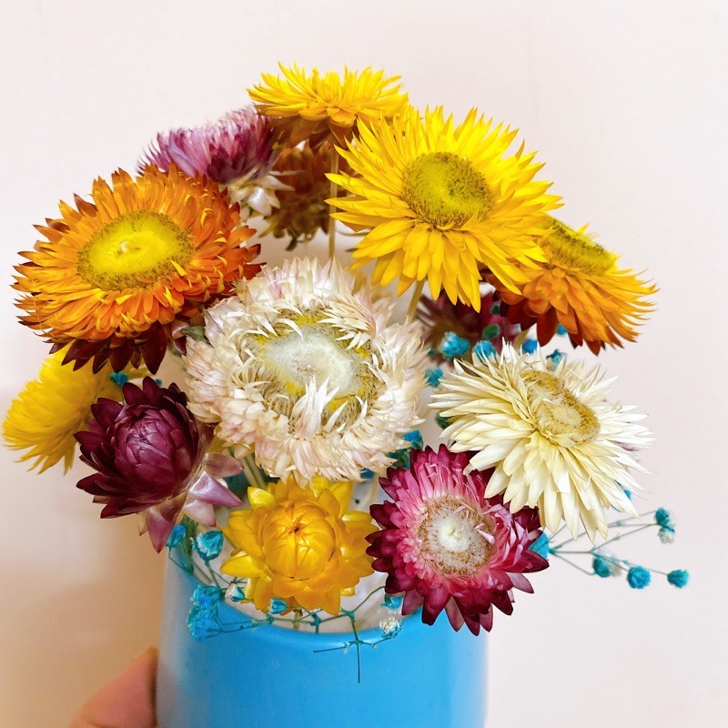 Lọ hoa cúc bất tử mix baby cực xinh (Size lớn)