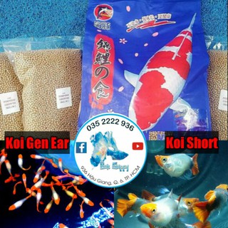[ Guppy Koi Gen EAR ] Bộ Trang Trí Sân Vườn | Hàng Chất Lượng Cao