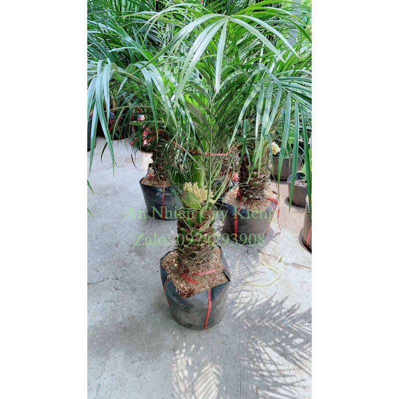 Cau Nga Mi Có Hoa Lớn