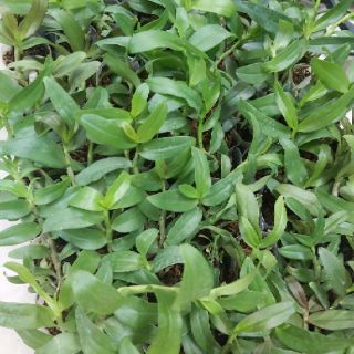 Các loại phi điệp đồng giá