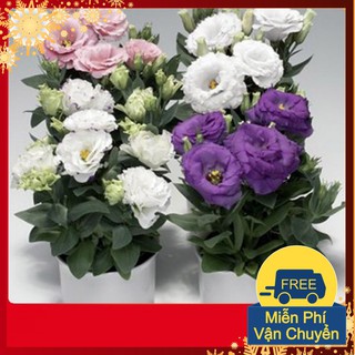 Hạt Giống Hoa Cát Tường