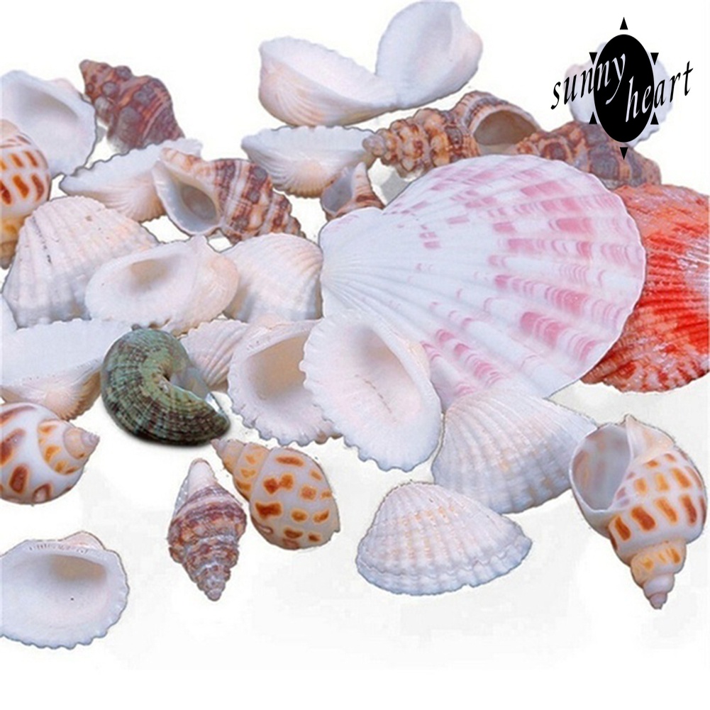 100g Vỏ Ốc Vỏ Sò Nhiều Màu Dùng Để Trang Trí Bể Cá Cảnh Độc Đáo